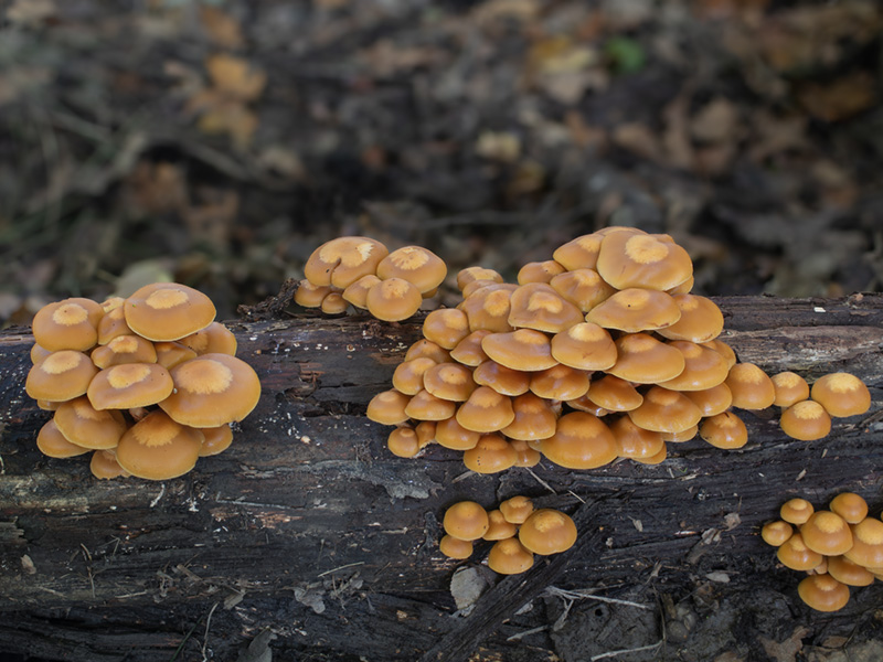 Kuehneromyces mutabilis Kuehneromyces mutabilis
